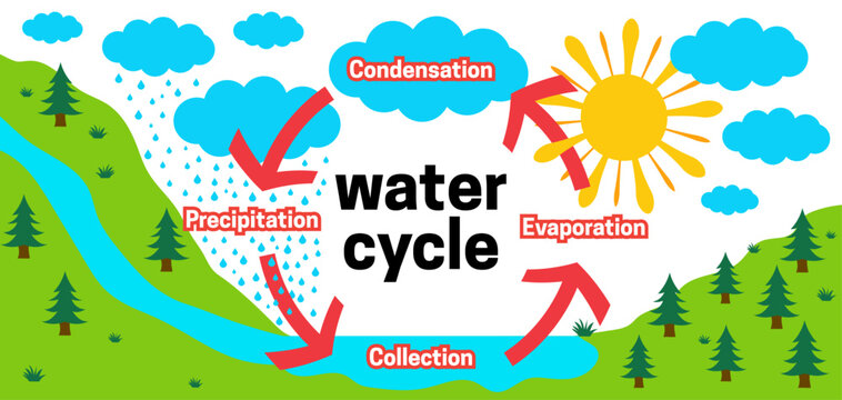Water Cycle Illustration of Preciptation, Collection, Evaporation and Condensation for Children Education
