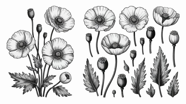 A detailed botanical illustration showcases various stages of poppy flowers from buds to full bloom with delicate leaves high quality professional modern elegant stylish clean crisp