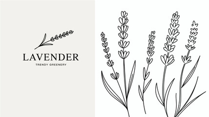 A minimalist illustration showcases lavender sprigs and the word lavender with trendy greenery beneath it high quality professional detailed modern elegant stylish clean crisp vibrant colorful © Ultimate