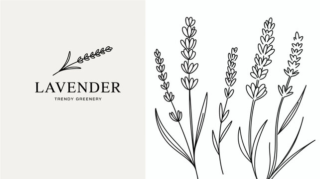A minimalist illustration showcases lavender sprigs and the word lavender with trendy greenery beneath it high quality professional detailed modern elegant stylish clean crisp vibrant colorful