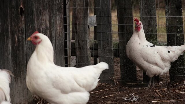 Rooster and white chickens in a homestead foraging feed at Backyard Coop. Brown hen wandering in a farmyard. Breeding livestock animals in agribusiness for free range organic egg and poultry industry