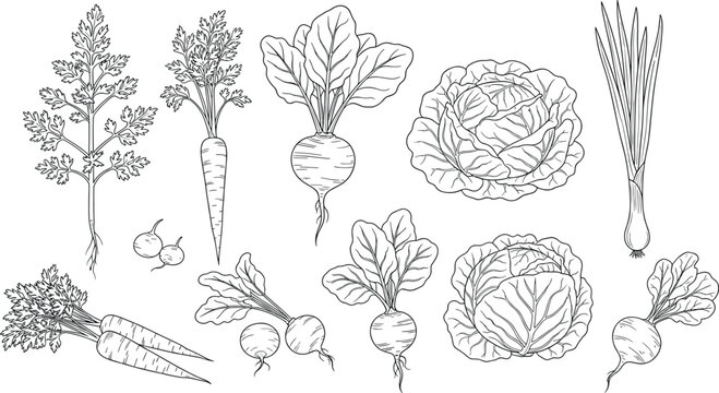 Hand drawn blue line art vector illustration set of fresh garden vegetables including carrots cabbage radishes and leeks for design