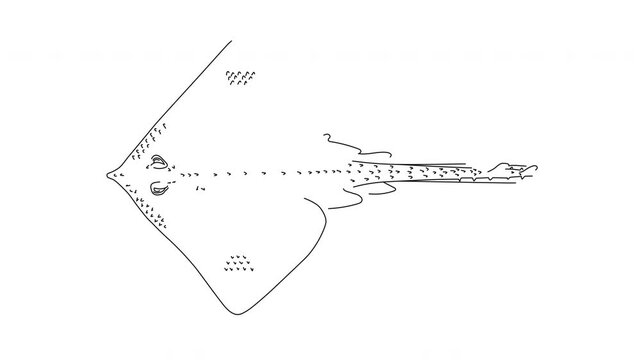ray fish line art drawing reveal animation with clean black outline on white background