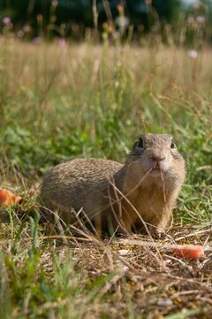 gorund squirrel in the grass