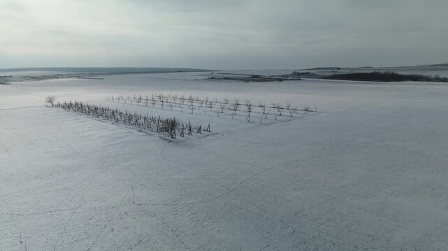 Snow-covered landscape with rows of bare trees and wooden fences stretching across a vast field under a cloudy sky in a rural winter setting