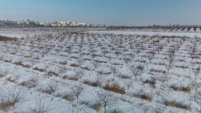 Snow-covered orchard landscape with rows of bare trees, transitioning from a wide view to a closer perspective of the snowy ground and distant buildings in the background