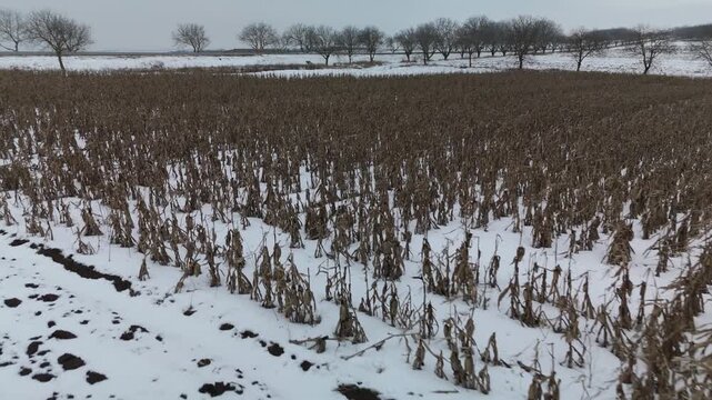 Snow-covered cornfield with dried stalks and bare trees in the background, showcasing the transition of a winter landscape across three sequential frames