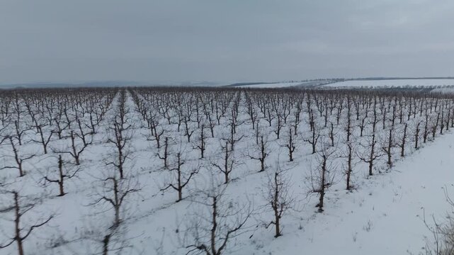 Snow-covered vineyard landscape with bare trees and distant hills, showcasing rows of dormant vines under a cloudy winter sky in a rural setting