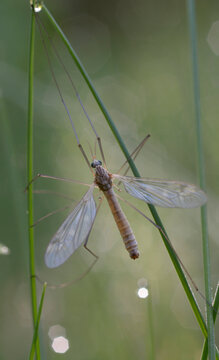 Crane fly Tipula paludosa sitting on a grass blade with morning dew drops in nature
