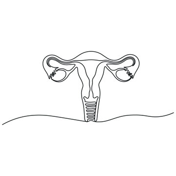 a line drawing of the female reproductive system including the ovaries fallopian tubes uterus and cervix