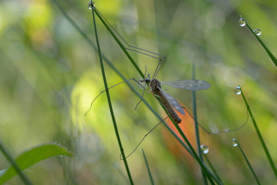 Crane fly Tipula paludosa sitting on a grass blade with morning dew drops in nature