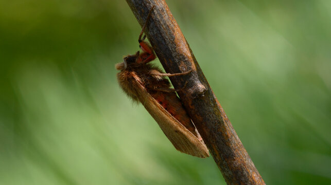 Ruby Tiger moth Phragmatobia fuliginosa sitting on a wooden branch in nature