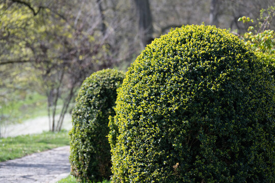 Rund getrimmte Hecke in einem Park