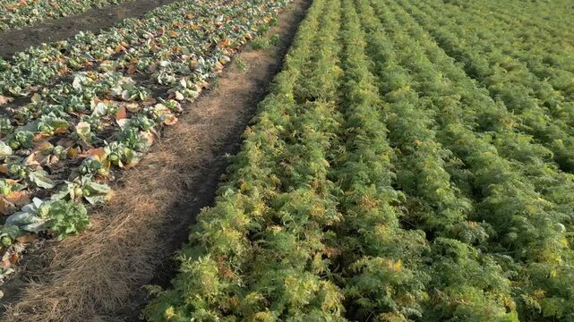 Rows of fresh vegetables in a farm field, showcasing the transition from harvested cabbage to thriving carrot crops under clear skies and natural sunlight
