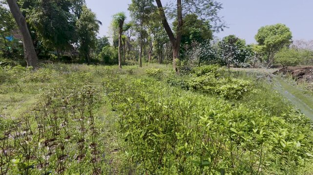 Watering green guava plants in the garden during summer stock video footage.