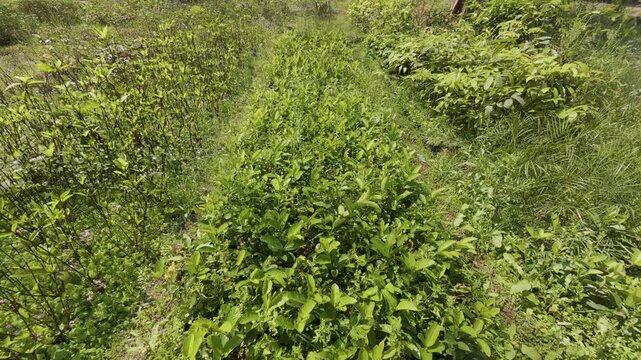 Watering green guava plants in the garden during summer stock video footage.