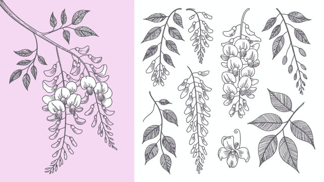 A delicate botanical illustration showcases wisteria and acacia branches featuring detailed line work against a pale pink background high quality professional modern elegant stylish clean crisp