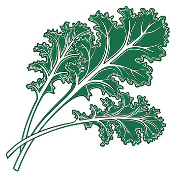 ethiopian kale vector