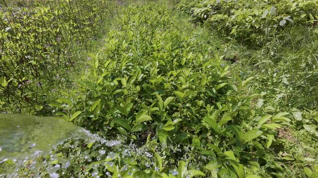 Watering green guava plants in the garden during summer.