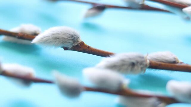 Happy Easter concept in the interior. Willow branches on a blue background. Macro. Palm Sunday