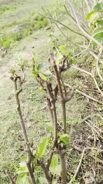 Close up of tree branches with green leaves growing on grass in early spring season for agriculture and environment projects