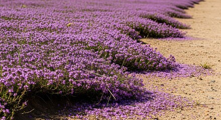 Obraz premium Vibrant lavender field with rows of purple blossoms and sunlit landscape creating serene ambiance.