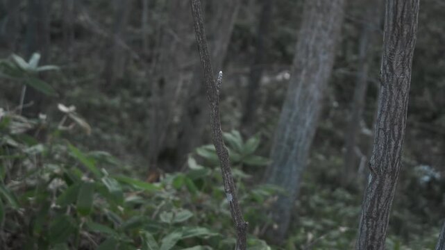 笹薮の中の小さな川のある冬枯れの森