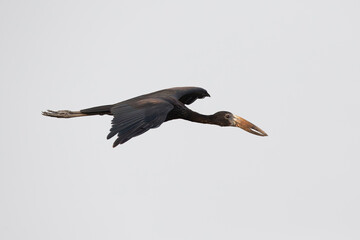 Obraz premium African openbill (Anastomus lamelligerus) in flight, found at Lake Albert in Uganda