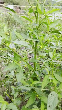 Close up video of fresh sida rhombifolia plant leaves and flowers displaying natural growth in outdoor environment for botanical studies and ecological awareness projects