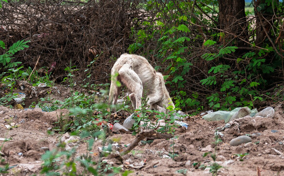 Perro callejero abandonado en basural, evidenciando vulnerabilidad animal y condiciones precarias en entorno degradado