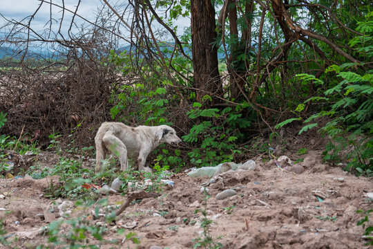 Perro callejero abandonado en basural, evidenciando vulnerabilidad animal y condiciones precarias en entorno degradado