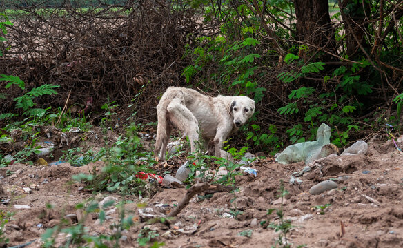 Perro callejero abandonado en basural, evidenciando vulnerabilidad animal y condiciones precarias en entorno degradado