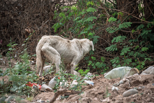 Perro callejero abandonado en basural, evidenciando vulnerabilidad animal y condiciones precarias en entorno degradado