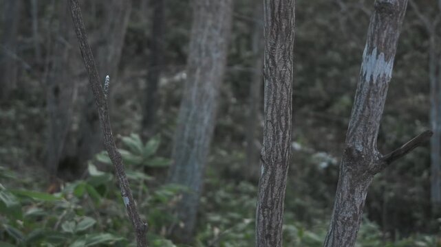 笹薮の中の小さな川のある冬枯れの森