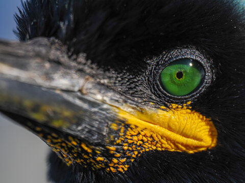 European Shag (Gulosus aristotelis) eye macro detail copy space