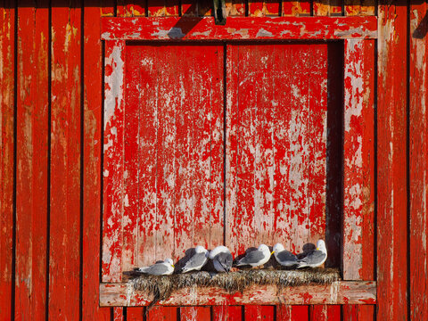 Kiberg Bird Hotel Black-legged Kittiwake (Rissa tridactyla) copy space