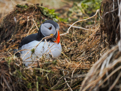 Atlantic Puffin (Fratercula arctica) building nest Hornoya copy space