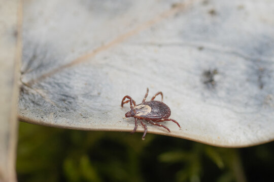 American dog tick or wood tick (Dermacentor variabilis)which are found in grassy areas and along walkways and trails.
