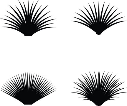 Fan palm and spiky plant silhouette icons on white background