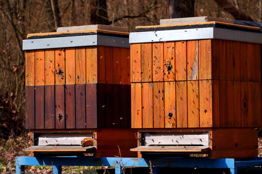 Lots of bees flying into two wooden hives on a sunny day, trees forest background, colony collapse disorder concept