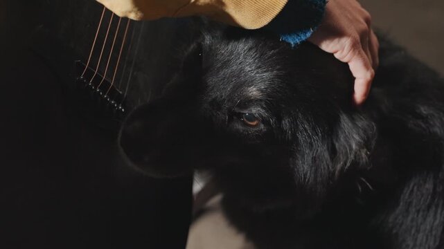 Gentle petting of faithful dog at dusk. Dog receives tender strokes near acoustic instrument at evening. Loyal dog is gently petted next to guitar during sunset in warm campsite atmosphere