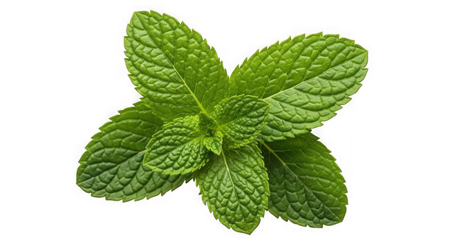 Fresh green mint leaves sprig isolated on transparent background