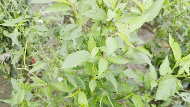 Close up view of lush green jute plant leaves with white flower growing in organic field,agricultural environment and sustainable cultivation