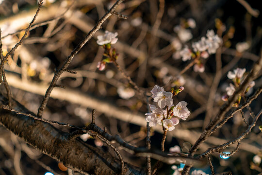 夜に浮かぶ桜の花と芽吹きの瞬間