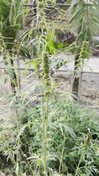 Close up view of silverleaf artemisia plant with distinctive leaves and tiny lavender flowers growing wild