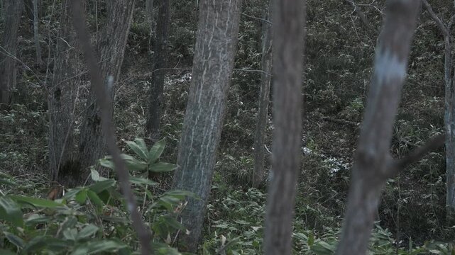 笹薮の中の小さな川のある冬枯れの森