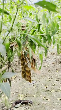 Closeup view of horse gram plants growing outdoors,including their leaves and seed pods,showing both green and brown colors