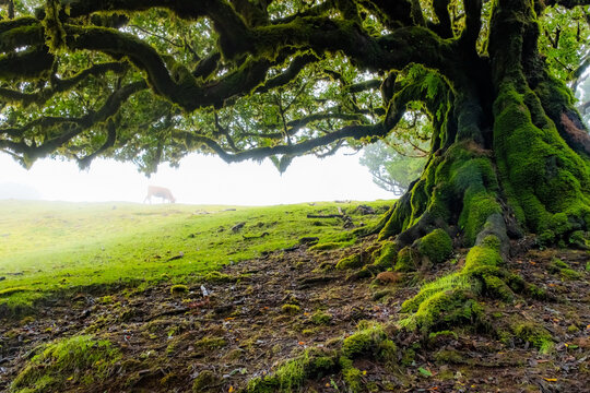 A large, sprawling tree stands in the mystical Fanal forest of Madeira, surrounded by fog. Its branches stretch out widely, evoking a magical feeling in the serene landscape.