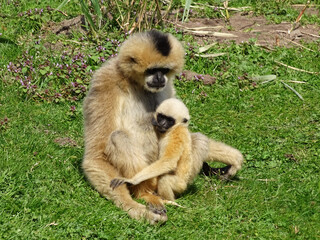 Naklejka premium A gibbon mother cradling her baby on grass in a zoo. Primate, ape, baby animal, mother and young, wildlife, mammal, animal behavior. Eindhoven Zoo, Mierlo, The Netherlands