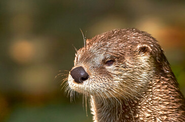 Fototapeta premium North American river otter on a sunny day